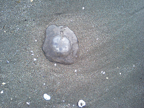 炰
